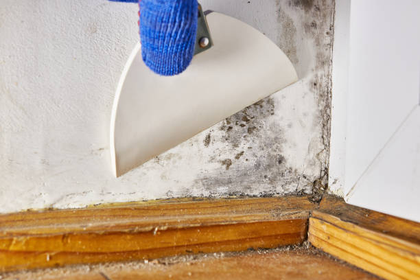 Best Mold Remediation for Vacation Homes  in Lexington, MS
